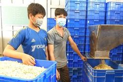 Doanh nghiệp chế biến hạt điều lao đao vì thiếu nguyên liệu