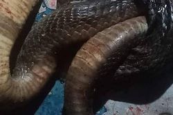 Người đàn ông bị rắn hổ phì kịch độc cắn tử vong