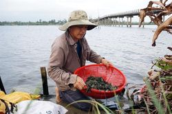 Những người giữ lửa nghề cào, đãi hến