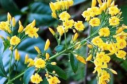 Hai vợ chồng ở Hòa Bình nguy kịch vì hái nhầm lá ngón về đun nước uống