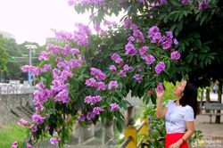 Tuyến đường bằng lăng tím - điểm check-in tuyệt đẹp tại thành Vinh