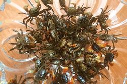 Loài đặc sản 'nhát chết', giống con cua, trước cho không ai lấy nay đổi đời bán giá đắt ở thành phố