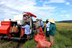 Nghệ An: Giá dịch vụ gặt máy tăng, nhiều nơi khan hiếm