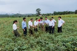 Đánh giá mô hình sản xuất lạc theo tiêu chuẩn VietGAP tại Cam Lộ