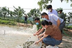 Mô hình lúa - cá đạt hiệu quả kinh tế gắn với bảo vệ môi trường