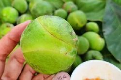Loại quả quê xưa có đầy không ai hái, giờ thành đặc sản vừa ngon vừa lạ ở thành phố, 70.000đồng/kg