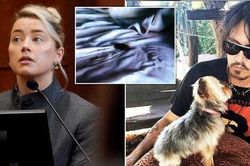 Amber Heard phủ nhận đại tiện trên giường ngủ