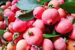 Trái cây rừng lạ hoắc, ăn chua chua giòn giòn khiến nhiều người tò mò muốn thử