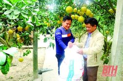Cho phép sử dụng địa danh 'Bắc Lương' 'xứ Thanh' để đăng ký nhãn hiệu tập thể 'Bưởi Bắc Lương - đậm vị xứ Thanh'