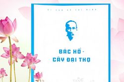 Tình cảm của Bác trong cuốn sách Bác Hồ - cây đại thọ