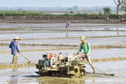Kinh tế Nông nghiệp - Nông thôn Gieo cấy kịp thời vụ lúa hè thu