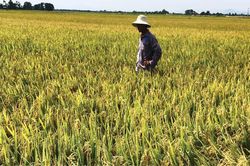 Kinh tế Nông nghiệp - Nông thôn Ưu thế mô hình 'ba giảm, ba tăng'