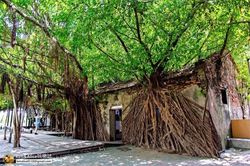 Ngôi nhà cây 200 tuổi - 'công trình' ma mị của thiên nhiên thu hút du khách