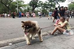 Cấm mang gia súc, mở loa công suất lớn tại phố đi bộ hồ Hoàn Kiếm