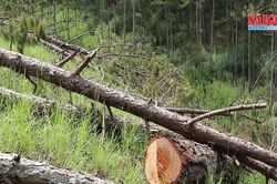 Lập chuyên án điều tra vụ cưa hàng trăm cây thông xảy ra ở Đà Lạt