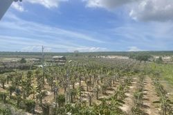 Nông dân Bình Thuận: Nghèo vì thanh long, giàu nhờ bán đất