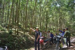 Nghệ An: Bỏ công và của trồng rừng nguyên liệu nhưng không được khai thác, hàng chục hộ dân cầu cứu