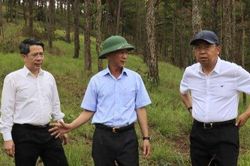 Xử lý nghiêm vụ phá rừng 'rất lạ' ở Đà lạt làm bài học răn đe