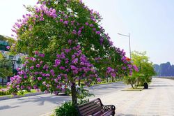 Hoa bằng lăng nở rộ ở phố biển Quảng Ninh, bao người say đắm