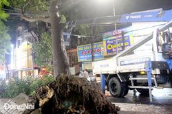 Đề phòng cây ngã đổ trong mùa mưa