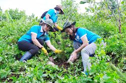 Trồng 1.000 cây thông ba lá mừng sinh nhật Bác ở TP. Pleiku