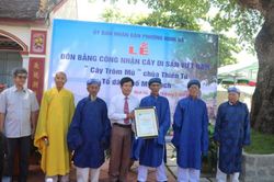 Công nhận cây Trôm mủ ở chùa Thiên Tứ là cây Di sản Việt Nam
