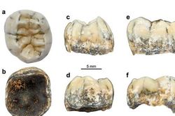 Phân tích chiếc răng cổ của bé gái bí ẩn, bằng chứng mới về loài người Denisovan thời tiền sử?