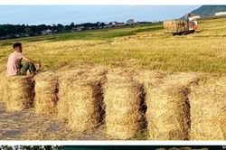 Nghệ An: Nhân rộng mô hình rơm 'vàng' sau thu hoạch