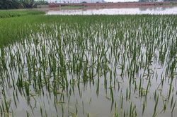 Ruộng đồng ở Vĩnh Phúc, Tuyên Quang ngập nặng sau mưa lớn kéo dài