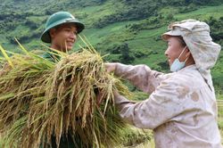 Bộ đội biên phòng Lai Châu giúp dân thu hoạch lúa 'chạy mưa'