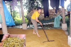 Thu hoạch lúa đông xuân 'xanh nhà hơn già đồng'