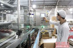 Ước mơ và hiện thực 'Thiên đường sữa Mộc Châu'