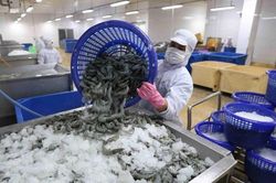 Mỹ, Nhật 'hút hàng', xuất khẩu tôm kỳ vọng đạt 1,2 tỷ USD trong quý II