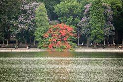 Vẻ đẹp phố Hà Nội trong mùa hoa phượng nở