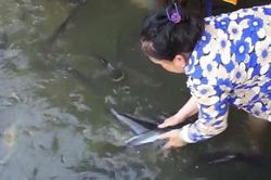 Kỳ lạ đàn cá sông 'nương tựa cô lái đò' thích được nựng như thú cưng