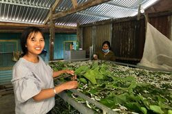 Dâu tằm xanh trên đất Đạ Tông