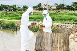 Chú trọng tiêm phòng vắc xin bảo vệ đàn gia súc, gia cầm