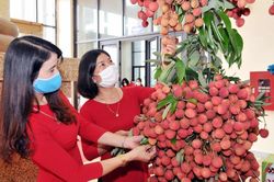 Xuất khẩu trái cây Việt đón nhiều tin vui