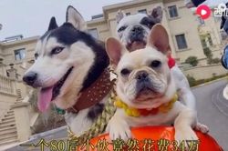 Người đàn ông chi hơn 50.000 USD xây biệt thự cho... chó