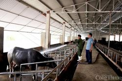 Nghệ An: Giá trâu, bò giảm, người chăn nuôi gặp khó