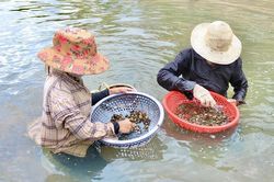 Dầm mình dưới nước mưu sinh bằng nghề mò ốc, cào hến