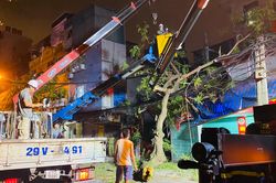 Xe container đâm gãy cành cây, một học sinh bị 'vạ lây'