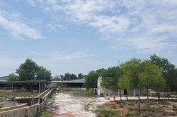 Thừa Thiên - Huế: Doanh nghiệp nuôi heo gây ô nhiễm bị phạt gần 230 triệu đồng