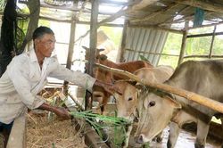 Nông dân Khmer sản xuất giỏi