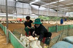 Nuôi vịt Grimaud trong nhà kính