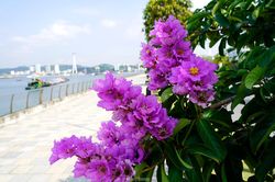 Hoa bằng lăng 'nhuộm tím' phố phường Hạ Long