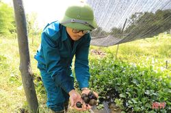 Khi kỹ sư xây dựng… nuôi ốc bươu