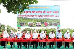 Hải Dương mở vườn thu hái vải xuất khẩu