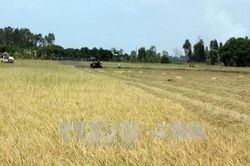 Dồn điền đổi thửa để sản xuất tập trung và tiêu thụ theo chuỗi giá trị