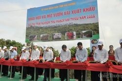 Hải Dương: Khai hội và mở vườn vải xuất khẩu
